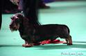 Crufts2011_2 821